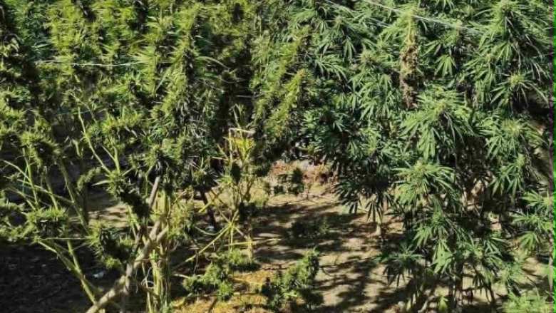 &Kappa;&alpha;&lambda;&lambda;&iota;&epsilon;&rho;&gamma;&omicron;ύ&sigma;&epsilon; &delta;&epsilon;&nu;&delta;&rho;ύ&lambda;&lambda;&iota;&alpha; &kappa;ά&nu;&nu;&alpha;&beta;&eta;&sigmaf; &sigma;&tau;&eta;&nu; &alpha;&upsilon;&lambda;ή &tau;&omicron;&upsilon; &sigma;&pi;&iota;&tau;&iota;&omicron;ύ &tau;&omicron;&upsilon; &sigma;&epsilon; &chi;&omega;&rho;&iota;ό &tau;&eta;&sigmaf; &Nu;ά&omicron;&upsilon;&sigma;&alpha;&sigmaf;