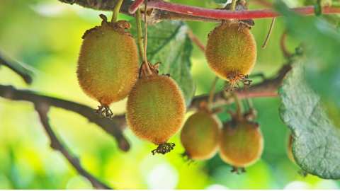 &Pi;&omicron;&iota;&alpha; &eta; &eta;&mu;&epsilon;&rho;&omicron;&mu;&eta;&nu;ί&alpha; έ&nu;&alpha;&rho;&xi;&eta;&sigmaf; &sigma;&upsilon;&gamma;&kappa;&omicron;&mu;&iota;&delta;ή&sigmaf; &alpha;&kappa;&tau;&iota;&nu;&iota;&delta;ί&omega;&nu; &tau;&eta;&sigmaf; &pi;&omicron;&iota;&kappa;&iota;&lambda;ί&alpha;&sigmaf; Hayward