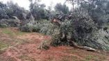 &Tau;&eta;&nu; &kappa;ή&rho;&upsilon;&xi;&eta; &tau;&omicron;&upsilon; &sigma;&upsilon;&nu;ό&lambda;&omicron;&upsilon; &tau;&eta;&sigmaf; &Pi;&epsilon;&rho;&iota;&phi;έ&rho;&epsilon;&iota;&alpha;&sigmaf; &Pi;&epsilon;&lambda;&omicron;&pi;&omicron;&nu;&nu;ή&sigma;&omicron;&upsilon; &sigma;&epsilon; &kappa;&alpha;&tau;ά&sigma;&tau;&alpha;&sigma;&eta; έ&kappa;&tau;&alpha;&kappa;&tau;&eta;&sigmaf; &alpha;&nu;ά&gamma;&kappa;&eta;&sigmaf; &theta;&alpha; &zeta;&eta;&tau;ή&sigma;&epsilon;&iota; &omicron; &Pi;&epsilon;&rho;&iota;&phi;&epsilon;&rho;&epsilon;&iota;ά&rho;&chi;&eta;&sigmaf; &Pi;&epsilon;&lambda;&omicron;&pi;&omicron;&nu;&nu;ή&sigma;&omicron;&upsilon;