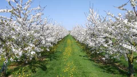 &laquo;&Gamma;&epsilon;&omega;&rho;&gamma;ί&alpha; &mu;&epsilon; &Epsilon;&upsilon;&phi;&upsilon;ΐ&alpha;&raquo; &gamma;&iota;&alpha; &tau;&eta;&nu; &Kappa;&alpha;&lambda;&lambda;&iota;έ&rho;&gamma;&epsilon;&iota;&alpha; &kappa;&alpha;&iota; &Alpha;&nu;ά&pi;&tau;&upsilon;&xi;&eta; &Pi;&upsilon;&rho;&eta;&nu;ό&kappa;&alpha;&rho;&pi;&omega;&nu; &Delta;έ&nu;&tau;&rho;&omega;&nu;