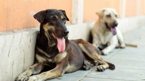 &Theta;ύ&mu;&alpha; &epsilon;&pi;ί&theta;&epsilon;&sigma;&eta;&sigmaf; &alpha;&delta;έ&sigma;&pi;&omicron;&tau;&omicron;&upsilon; &sigma;&kappa;ύ&lambda;&omicron;&upsilon; &Delta;&eta;&mu;&omicron;&tau;&iota;&kappa;ό&sigmaf; &Sigma;ύ&mu;&beta;&omicron;&upsilon;&lambda;&omicron;&sigmaf; &Sigma;&epsilon;&rho;&rho;ώ&nu;