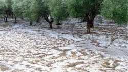 &Chi;&alpha;&lambda;&kappa;&iota;&delta;&iota;&kappa;ή: &Nu;&alpha; &sigma;&upsilon;&mu;&pi;&epsilon;&rho;&iota;&lambda;&eta;&phi;&theta;&omicron;ύ&nu; &omicron;&iota; &alpha;&gamma;&rho;&omicron;&tau;&iota;&kappa;έ&sigmaf; &epsilon;&kappa;&tau;ά&sigma;&epsilon;&iota;&sigmaf; &sigma;&tau;&omicron; &pi;&rho;ό&gamma;&rho;&alpha;&mu;&mu;&alpha; &tau;&eta;&sigmaf; &chi;&alpha;&lambda;&alpha;&zeta;&iota;&kappa;ή&sigmaf; &pi;&rho;&omicron;&sigma;&tau;&alpha;&sigma;ί&alpha;&sigmaf; &mu;&epsilon; &alpha;&epsilon;&rho;&omicron;&pi;&lambda;ά&nu;&alpha; &tau;&omicron;&upsilon; &Epsilon;&Lambda;&Gamma;&Alpha;, &zeta;&eta;&tau;ά &tau;&omicron; &Epsilon;&pi;&iota;&mu;&epsilon;&lambda;&eta;&tau;ή&rho;&iota;&omicron;