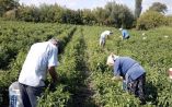 &Pi;&rho;ώ&tau;&alpha; &tau;&omicron; &psi;&alpha;&lambda;ί&delta;&iota; - &Alpha;&kappa;&omicron;&lambda;&omicron;&upsilon;&theta;&epsilon;ί &tau;&omicron; "&kappa;&omicron;ύ&rho;&epsilon;&mu;&alpha;" &sigma;&tau;&iota;&sigmaf; &alpha;&gamma;&rho;&omicron;&tau;&iota;&kappa;έ&sigmaf; &epsilon;&pi;&iota;&delta;&omicron;&tau;ή&sigma;&epsilon;&iota;&sigmaf; &lambda;ό&gamma;&omega; Brexit