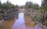 &Sigma;&epsilon; &tau;&iota; &beta;ά&theta;&omicron;&sigmaf; &pi;&rho;έ&pi;&epsilon;&iota; &nu;&alpha; &phi;&tau;ά&sigma;&epsilon;&iota; &tau;&omicron; &nu;&epsilon;&rho;ό &tau;&eta;&sigmaf; ά&rho;&delta;&epsilon;&upsilon;&sigma;&eta;&sigmaf; &gamma;&iota;&alpha; &epsilon;&pi;&alpha;&rho;&kappa;ή &tau;&rho;&omicron;&phi;&omicron;&delta;ό&tau;&eta;&sigma;&eta; &ndash; &Alpha;&nu;&alpha;&lambda;&upsilon;&tau;&iota;&kappa;ά &gamma;&iota;&alpha; &kappa;ά&theta;&epsilon; &kappa;&alpha;&lambda;&lambda;&iota;έ&rho;&gamma;&epsilon;&iota;&alpha;