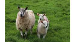 &Pi;&alpha;&nu;ώ&lambda;&eta; &mu;&iota;&kappa;&rho;ώ&nu; &mu;&eta;&rho;&upsilon;&kappa;&alpha;&sigma;&tau;&iota;&kappa;ώ&nu;: &Nu;έ&alpha; &mu;&epsilon;&gamma;ά&lambda;&eta; &kappa;&tau;&eta;&nu;&iota;&alpha;&tau;&rho;&iota;&kappa;ή &epsilon;&pi;&iota;&chi;&epsilon;ί&rho;&eta;&sigma;&eta; &sigma;&tau;&eta;&nu; &Pi;&epsilon;&rho;&iota;&phi;έ&rho;&epsilon;&iota;&alpha; &Delta;&upsilon;&tau;&iota;&kappa;ή&sigmaf; &Epsilon;&lambda;&lambda;ά&delta;&alpha;&sigmaf;