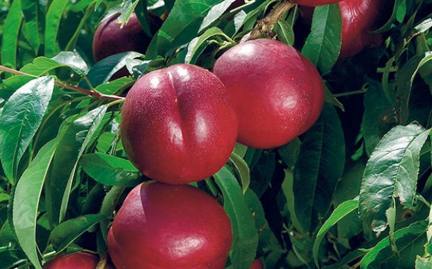 &Omicron;&Pi;&Epsilon;&Kappa;&Epsilon;&Pi;&Epsilon; : &Alpha;&nu;&alpha;&kappa;&omicron;ί&nu;&omega;&sigma;&eta; &sigma;&chi;&epsilon;&tau;&iota;&kappa;ά &mu;&epsilon; &tau;&eta;&nu; &kappa;&alpha;&tau;&alpha;&beta;&omicron;&lambda;ή &kappa;&rho;&alpha;&tau;&iota;&kappa;ή&sigmaf; &epsilon;&nu;ί&sigma;&chi;&upsilon;&sigma;&eta;&sigmaf; ή&sigma;&sigma;&omicron;&nu;&omicron;&sigmaf; &sigma;&eta;&mu;&alpha;&sigma;ί&alpha;&sigmaf; &sigma;&tau;&omicron;&nu; &tau;&omicron;&mu;έ&alpha; &tau;&eta;&sigmaf; &pi;&rho;&omega;&tau;&omicron;&gamma;&epsilon;&nu;&omicron;ύ&sigmaf; &pi;&alpha;&rho;&alpha;&gamma;&omega;&gamma;ή&sigmaf; &beta;&iota;&omicron;&mu;&eta;&chi;&alpha;&nu;&iota;&kappa;ώ&nu; &kappa;&alpha;&iota; &epsilon;&pi;&iota;&tau;&rho;&alpha;&pi;έ&zeta;&iota;&omega;&nu; &rho;&omicron;&delta;ά&kappa;&iota;&nu;&omega;&nu; &kappa;&alpha;&iota; &nu;&epsilon;&kappa;&tau;&alpha;&rho;&iota;&nu;&iota;ώ&nu;