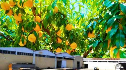 &Epsilon;&kappa;&kappa;&alpha;&theta;ά&rho;&iota;&sigma;&eta; &pi;&lambda;&eta;&rho;&omega;&mu;ώ&nu; &gamma;&iota;&alpha; &tau;&alpha; &sigma;&upsilon;&mu;&pi;ύ&rho;&eta;&nu;&alpha; &rho;&omicron;&delta;ά&kappa;&iota;&nu;&alpha; &alpha;&pi;ό &tau;&eta;&nu; &kappa;&omicron;&nu;&sigma;&epsilon;&rho;&beta;&omicron;&pi;&omicron;&iota;ί&alpha; P.MOSCHA &Alpha;.&Epsilon;.