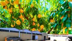 &Epsilon;&kappa;&kappa;&alpha;&theta;ά&rho;&iota;&sigma;&eta; &pi;&lambda;&eta;&rho;&omega;&mu;ώ&nu; &gamma;&iota;&alpha; &tau;&alpha; &sigma;&upsilon;&mu;&pi;ύ&rho;&eta;&nu;&alpha; &rho;&omicron;&delta;ά&kappa;&iota;&nu;&alpha; &alpha;&pi;ό &tau;&eta;&nu; &kappa;&omicron;&nu;&sigma;&epsilon;&rho;&beta;&omicron;&pi;&omicron;&iota;ί&alpha; P.MOSCHA &Alpha;.&Epsilon;.