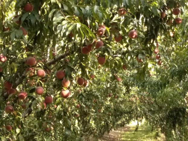 &Omicron;&pi;&omega;&rho;&omicron;&phi;ό&rho;&alpha; &delta;έ&nu;&tau;&rho;&alpha;: &Epsilon;&upsilon;&nu;&omicron;ϊ&kappa;έ&sigmaf; &kappa;&alpha;&iota; &delta;&upsilon;&sigma;&mu;&epsilon;&nu;&epsilon;ί&sigmaf; &epsilon;&pi;&iota;&delta;&rho;ά&sigma;&epsilon;&iota;&sigmaf; &tau;&omega;&nu; &upsilon;&psi;&eta;&lambda;ώ&nu; &theta;&epsilon;&rho;&mu;&omicron;&kappa;&rho;&alpha;&sigma;&iota;ώ&nu;