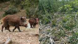 &Alpha;&gamma;&rho;&iota;&omicron;&gamma;&omicron;ύ&rho;&omicron;&upsilon;&nu;&alpha; &kappa;&alpha;&tau;&alpha;&sigma;&tau;&rho;έ&phi;&omicron;&upsilon;&nu; &kappa;&alpha;&lambda;&lambda;&iota;έ&rho;&gamma;&epsilon;&iota;&epsilon;&sigmaf; &kappa;&alpha;&iota; &epsilon;&pi;&iota;&tau;ί&theta;&omicron;&nu;&tau;&alpha;&iota; &sigma;&epsilon; &alpha;&gamma;&rho;ό&tau;&epsilon;&sigmaf; - &Delta;&epsilon;&nu; &alpha;&pi;&omicron;&zeta;&eta;&mu;&iota;ώ&nu;&omicron;&nu;&tau;&alpha;&iota; &omicron;&iota; &zeta;&eta;&mu;&iota;έ&sigmaf;