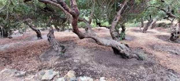 &Epsilon;&kappa;&delta;ή&lambda;&omega;&sigma;&eta; &sigma;&tau;&eta; &Chi;ί&omicron; &gamma;&iota;&alpha; &tau;&omicron; &pi;&rho;ώ&tau;&omicron; &delta;ί&kappa;&tau;&upsilon;&omicron; &mu;&epsilon;&tau;&alpha;&phi;&omicron;&rho;ά&sigmaf; &tau;&epsilon;&chi;&nu;&omicron;&gamma;&nu;&omega;&sigma;ί&alpha;&sigmaf; &kappa;&alpha;&iota; &kappa;&alpha;&iota;&nu;&omicron;&tau;&omicron;&mu;ί&alpha;&sigmaf; &sigma;&tau;&eta; &mu;&alpha;&sigma;&tau;&iota;&chi;&omicron;&kappa;&alpha;&lambda;&lambda;&iota;έ&rho;&gamma;&epsilon;&iota;&alpha;