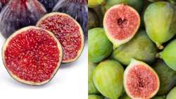 &Sigma;ύ&kappa;&alpha; : &Tau;&alpha; &omicron;&phi;έ&lambda;&eta; &sigma;&tau;&eta;&nu; &upsilon;&gamma;&epsilon;ί&alpha;