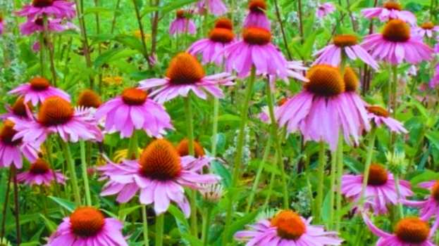 &Epsilon;&nu;&iota;&sigma;&chi;ύ&sigma;&tau;&epsilon; &tau;&omicron;&nu; &omicron;&rho;&gamma;&alpha;&nu;&iota;&sigma;&mu;ό &sigma;&alpha;&sigmaf; - &Epsilon;&chi;&iota;&nu;ά&kappa;&epsilon;&iota;&alpha; &kappa;&alpha;&tau;&alpha;&pi;&omicron;&lambda;&epsilon;&mu;ά &gamma;&rho;ί&pi;&eta; &kappa;&alpha;&iota; &kappa;&rho;&upsilon;&omicron;&lambda;ό&gamma;&eta;&mu;&alpha;