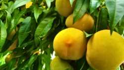 &Tau;&iota;&mu;ή &sigma;&upsilon;&mu;&pi;ύ&rho;&eta;&nu;&omicron;&upsilon; 50 &lambda;&epsilon;&pi;&tau;ά &zeta;&eta;&tau;&omicron;ύ&nu; 5 &alpha;&gamma;&rho;&omicron;&tau;&iota;&kappa;&omicron;ί &sigma;ύ&lambda;&lambda;&omicron;&gamma;&omicron;&iota; &epsilon;&pi;&iota;&rho;&rho;ί&pi;&tau;&omicron;&nu;&tau;&alpha;&sigmaf; &epsilon;&upsilon;&theta;ύ&nu;&epsilon;&sigmaf; &sigma;&epsilon; &Epsilon;&Kappa;&Epsilon; , &Upsilon;&Pi;&Alpha;&Alpha;&Tau; &kappa;&alpha;&iota; &Epsilon;&Theta;&Epsilon;&Alpha;&Sigma;