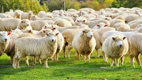 &Gamma;. &Alpha;&rho;&sigma;έ&nu;&omicron;&sigmaf;(&Alpha;&Pi;&Theta;) - &Sigma;&epsilon; &kappa;&rho;ί&sigma;&iota;&mu;&omicron; &sigma;&eta;&mu;&epsilon;ί&omicron; &eta; &epsilon;&kappa;&tau;&rho;&omicron;&phi;ή &tau;&omega;&nu; &mu;&iota;&kappa;&rho;ώ&nu; &mu;&eta;&rho;&upsilon;&kappa;&alpha;&sigma;&tau;&iota;&kappa;ώ&nu; &sigma;&tau;&eta;&nu; &Epsilon;&lambda;&lambda;ά&delta;&alpha;