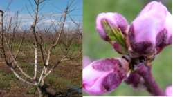 &Gamma;&epsilon;&omega;&rho;&gamma;&iota;&kappa;έ&sigmaf; &pi;&rho;&omicron;&epsilon;&iota;&delta;&omicron;&pi;&omicron;&iota;ή&sigma;&epsilon;&iota;&sigmaf; &gamma;&iota;&alpha; &tau;&eta; &Rho;&omicron;&delta;&alpha;&kappa;&iota;&nu;&iota;ά &kappa;&alpha;&iota; &Beta;&epsilon;&rho;&iota;&kappa;&omicron;&kappa;&iota;ά