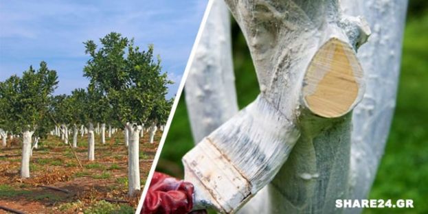 &Gamma;&iota;&alpha;&tau;ί, &pi;&omega;&sigmaf; &kappa;&alpha;&iota; &pi;ό&tau;&epsilon; &pi;&rho;έ&pi;&epsilon;&iota; &nu;&alpha; &alpha;&sigma;&pi;&rho;ί&zeta;&omicron;&upsilon;&mu;&epsilon; &tau;&omicron;&nu; &kappa;&omicron;&rho;&mu;ό &tau;&omega;&nu; &delta;έ&nu;&tau;&rho;&omega;&nu;