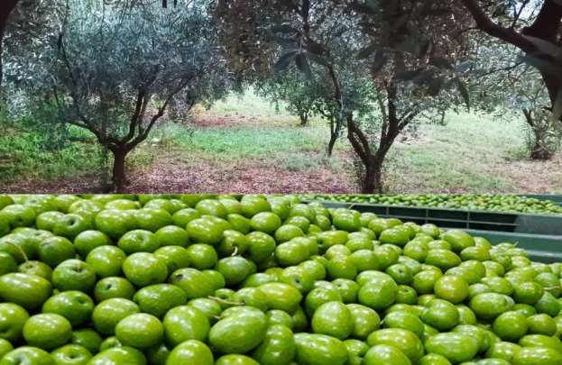&Eta; έ&lambda;&lambda;&epsilon;&iota;&psi;&eta; &epsilon;&rho;&gamma;&alpha;&tau;&iota;&kappa;ώ&nu; &chi;&epsilon;&rho;&iota;ώ&nu; &kappa;&alpha;&iota; &gamma;&rho;&alpha;&phi;&epsilon;&iota;&omicron;&kappa;&rho;&alpha;&tau;ί&alpha;, &alpha;&iota;&tau;ί&alpha; &alpha;&kappa;ό&mu;&eta; &kappa;&alpha;&iota; &nu;&alpha; &mu;&epsilon;ί&nu;&omicron;&upsilon;&nu; &alpha;&sigma;&upsilon;&gamma;&kappa;ό&mu;&iota;&sigma;&tau;&alpha; &kappa;&tau;ή&mu;&alpha;&tau;&alpha; &mu;&epsilon; &epsilon;&lambda;&iota;έ&sigmaf; &sigma;&tau;&eta; &Chi;&alpha;&lambda;&kappa;&iota;&delta;&iota;&kappa;ή