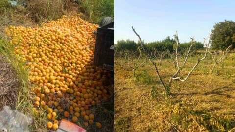 &Alpha;&gamma;&alpha;&nu;&alpha;&kappa;&tau;&iota;&sigma;&mu;έ&nu;&omicron;&sigmaf; &rho;&omicron;&delta;&alpha;&kappa;&iota;&nu;&omicron;&pi;&alpha;&rho;&alpha;&gamma;&omega;&gamma;ό&sigmaf; &pi;έ&tau;&alpha;&xi;&epsilon; &tau;&alpha; &rho;&omicron;&delta;ά&kappa;&iota;&nu;&alpha; &kappa;&alpha;&iota; &kappa;ό&beta;&epsilon;&iota; &pi;&alpha;&rho;&alpha;&gamma;&omega;&gamma;&iota;&kappa;ά &delta;έ&nu;&tau;&rho;&alpha; | &Alpha;&gamma;&rho;&omicron;&tau;&iota;&kappa;ά &nu;έ&alpha; IMATHIOTIKIGI.GR