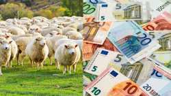 &Pi;&lambda;&eta;&rho;&omega;&mu;έ&sigmaf; ύ&psi;&omicron;&upsilon;&sigmaf; 4,6 &epsilon;&kappa;. &epsilon;&upsilon;&rho;ώ, &sigma;&epsilon; 772 &kappa;&tau;&eta;&nu;&omicron;&tau;&rho;ό&phi;&omicron;&upsilon;&sigmaf;, &gamma;&iota;&alpha; &tau;&iota;&sigmaf; &sigma;&pi;ά&nu;&iota;&epsilon;&sigmaf; &phi;&upsilon;&lambda;έ&sigmaf; &alpha;&gamma;&rho;&omicron;&tau;&iota;&kappa;ώ&nu; &zeta;ώ&omega;&nu;