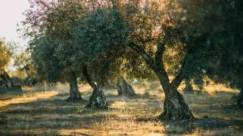 &Sigma;&upsilon;&nu;&epsilon;&delta;&rho;ί&alpha;&sigma;&eta; &tau;&eta;&sigmaf; &Pi;&epsilon;&rho;. &Epsilon;&pi;&iota;&tau;&rho;&omicron;&pi;ή&sigmaf; &Pi;&epsilon;&lambda;&omicron;&pi;&omicron;&nu;&nu;ή&sigma;&omicron;&upsilon; - &Epsilon;&gamma;&kappa;&rho;ί&theta;&eta;&kappa;&alpha;&nu; &sigma;&eta;&mu;&alpha;&nu;&tau;&iota;&kappa;ά έ&rho;&gamma;&alpha; &omicron;&delta;&omicron;&pi;&omicron;&iota;ί&alpha;&sigmaf; &kappa;&alpha;&iota; &pi;&rho;&omicron;&sigma;&tau;&alpha;&sigma;ί&alpha;&sigmaf; &tau;&eta;&sigmaf; &alpha;&gamma;&rho;&omicron;&tau;&iota;&kappa;ή&sigmaf; &pi;&alpha;&rho;&alpha;&gamma;&omega;&gamma;ή&sigmaf;