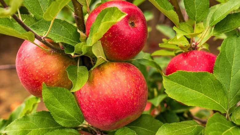 &Delta;&epsilon;&sigmaf; &tau;&iota;&sigmaf; &delta;&iota;&alpha;&theta;έ&sigma;&iota;&mu;&epsilon;&sigmaf; &pi;&omicron;&iota;&kappa;&iota;&lambda;ί&epsilon;&sigmaf; &Mu;&eta;&lambda;&iota;ά&sigmaf; (&Beta;ί&nu;&tau;&epsilon;&omicron; 2026)