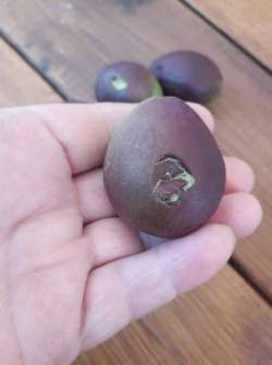 &Zeta;&eta;&mu;&iota;έ&sigmaf; &sigma;&tau;&eta;&nu; &phi;&upsilon;&tau;&iota;&kappa;ή &pi;&alpha;&rho;&alpha;&gamma;&omega;&gamma;ή &alpha;&pi;ό &tau;&eta;&nu; &chi;&theta;&epsilon;&sigma;&iota;&nu;ή &chi;&alpha;&lambda;&alpha;&zeta;ό&pi;&tau;&omega;&sigma;&eta;