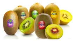 &Eta; Jingold &alpha;&nu;&alpha;&kappa;&omicron;ί&nu;&omega;&sigma;&epsilon; &tau;&iota;&mu;έ&sigmaf; &epsilon;&kappa;&kappa;&alpha;&theta;ά&rho;&iota;&sigma;&eta;&sigmaf; &pi;&alpha;&rho;&alpha;&gamma;&omega;&gamma;ώ&nu; &alpha;&pi;ό 1,95-2,30 &epsilon;&upsilon;&rho;ώ &tau;&omicron; &kappa;&iota;&lambda;ό &gamma;&iota;&alpha; &tau;&iota;&sigmaf; &kappa;ί&tau;&rho;&iota;&nu;&epsilon;&sigmaf; &pi;&omicron;&iota;&kappa;&iota;&lambda;ί&epsilon;&sigmaf; &alpha;&kappa;&tau;&iota;&nu;&iota;&delta;ί&omega;&nu;