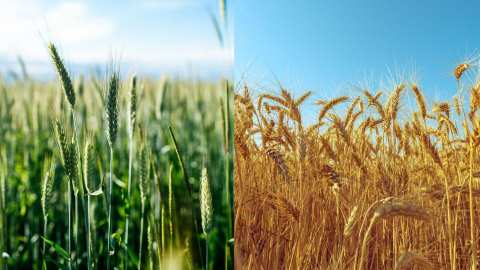 &Sigma;&upsilon;&nu;&delta;&epsilon;&delta;&epsilon;&mu;έ&nu;&epsilon;&sigmaf; &epsilon;&nu;&iota;&sigma;&chi;ύ&sigma;&epsilon;&iota;&sigmaf; &gamma;&iota;&alpha; &sigma;&iota;&tau;&eta;&rho;ά: &Sigma;&tau;&alpha; 115 &euro;/&epsilon;&kappa;&tau;. &tau;&omicron; &mu;&alpha;&lambda;&alpha;&kappa;ό &sigma;&iota;&tau;ά&rho;&iota; &kappa;&alpha;&iota; &tau;&omicron; &kappa;&rho;&iota;&theta;ά&rho;&iota; &ndash; &Sigma;&tau;&alpha; 89,43 &euro;/&epsilon;&kappa;&tau;. &tau;&omicron; &sigma;&kappa;&lambda;&eta;&rho;ό &gamma;&iota;&alpha; &tau;&omicron; 2025