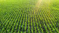 &Pi;&Omicron;&Gamma;&Epsilon;&Delta;&Upsilon;: &Eta; &laquo;&Lambda;&epsilon;&rho;&nu;&alpha;ί&alpha; Ύ&delta;&rho;&alpha;&raquo; &tau;&omicron;&upsilon; &Upsilon;&pi;&Alpha;&Alpha;&Tau;