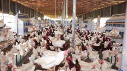 &Pi;&Kappa;&Mu;: E&nu;&eta;&mu;έ&rho;&omega;&sigma;&eta; &pi;&tau;&eta;&nu;&omicron;&tau;&rho;ό&phi;&omega;&nu;, &kappa;&alpha;&tau;ό&chi;&omega;&nu; &omicron;&iota;&kappa;ό&sigma;&iota;&tau;&omega;&nu; &pi;&omicron;&upsilon;&lambda;&epsilon;&rho;&iota;&kappa;ώ&nu;, &mu;&epsilon;&tau;&alpha;&phi;&omicron;&rho;έ&omega;&nu;, &kappa;&rho;&alpha;&tau;&iota;&kappa;ώ&nu; &upsilon;&pi;&eta;&rho;&epsilon;&sigma;&iota;ώ&nu; &gamma;&iota;&alpha; &tau;&eta; &gamma;&rho;ί&pi;&eta; &tau;&omega;&nu; &pi;&tau;&eta;&nu;ώ&nu;