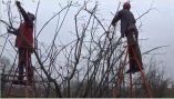 &Kappa;&lambda;ά&delta;&epsilon;&mu;&alpha; &kappa;&upsilon;&delta;&omega;&nu;&iota;ά&sigmaf; (&Beta;ί&nu;&tau;&epsilon;&omicron;)