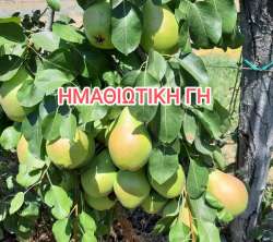&Tau;&alpha; &epsilon;&upsilon;&rho;&omega;&pi;&alpha;ϊ&kappa;ά &alpha;&pi;&omicron;&theta;έ&mu;&alpha;&tau;&alpha; &mu;ή&lambda;&omega;&nu; &kappa;&alpha;&iota; &alpha;&chi;&lambda;&alpha;&delta;&iota;ώ&nu; &alpha;&upsilon;&xi;ή&theta;&eta;&kappa;&alpha;&nu;