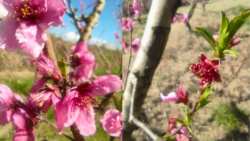 &Nu;&epsilon;&kappa;&tau;&alpha;&rho;&iota;&nu;&iota;ά-&Rho;&omicron;&delta;&alpha;&kappa;&iota;&nu;&iota;ά: &Omicron;&delta;&eta;&gamma;ί&epsilon;&sigmaf; &alpha;&nu;&tau;&iota;&mu;&epsilon;&tau;ώ&pi;&iota;&sigma;&eta;&sigmaf; &gamma;&iota;&alpha; &tau;&omicron;&nu; &kappa;&lambda;&epsilon;&omicron;&nu;ό &kappa;&alpha;&iota; &tau;&omicron;&upsilon;&sigmaf; &theta;&rho;ί&pi;&epsilon;&sigmaf;