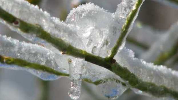 &Kappa;&alpha;&rho;&pi;&omicron;&phi;ό&rho;&alpha; &delta;έ&nu;&delta;&rho;&alpha;: &Chi;&iota;&omicron;&nu;&omicron;&kappa;ά&lambda;&upsilon;&psi;&eta; &kappa;&alpha;&iota; &epsilon;&pi;&iota;&delta;&rho;ά&sigma;&epsilon;&iota;&sigmaf; &sigma;&tau;&eta; &chi;&epsilon;&iota;&mu;&epsilon;&rho;&iota;&nu;ή &phi;&upsilon;&sigma;&iota;&omicron;&lambda;&omicron;&gamma;ί&alpha;