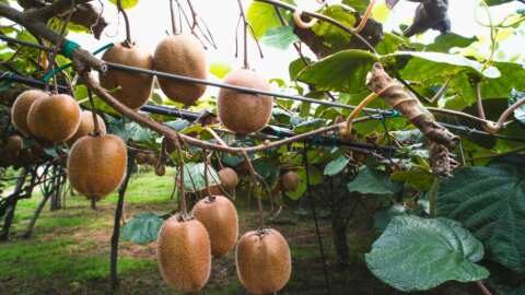 &Omicron;&iota; &epsilon;&iota;&sigma;&alpha;&gamma;&omega;&gamma;έ&sigmaf; &alpha;&kappa;&tau;&iota;&nu;&iota;&delta;ί&omega;&nu; &tau;&omicron;&upsilon; &Chi;&omicron;&nu;&gamma;&kappa; &Kappa;&omicron;&nu;&gamma;&kappa; &mu;&epsilon;&iota;ώ&nu;&omicron;&nu;&tau;&alpha;&iota; &kappa;&alpha;&tau;ά 21,8% &tau;&omicron; 2024 &pi;&alpha;&rho;ά &tau;&eta;&nu; &alpha;&xi;ί&alpha; &tau;&omega;&nu; 49 &epsilon;&kappa;&alpha;&tau;. &delta;&omicron;&lambda;&alpha;&rho;ί&omega;&nu;