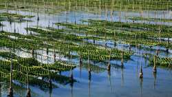 &Omicron;&lambda;&omicron;&kappa;&lambda;&eta;&rho;&omega;&mu;έ&nu;&omicron;&sigmaf; &omicron;&delta;&eta;&gamma;ό&sigmaf; &tau;&eta;&sigmaf; EU4Algae &gamma;&iota;&alpha; &tau;&eta; &sigma;&tau;ή&rho;&iota;&xi;&eta; &tau;&omega;&nu; &mu;&epsilon;&lambda;&lambda;&omicron;&nu;&tau;&iota;&kappa;ώ&nu; &kappa;&alpha;&lambda;&lambda;&iota;&epsilon;&rho;&gamma;&eta;&tau;ώ&nu; &phi;&upsilon;&kappa;&iota;ώ&nu;