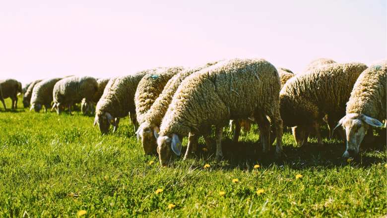&Tau;έ&sigma;&sigma;&epsilon;&rho;&iota;&sigmaf; &sigma;&upsilon;&lambda;&lambda;ή&psi;&epsilon;&iota;&sigmaf; &gamma;&iota;&alpha; &pi;&alpha;&rho;&alpha;&beta;ί&alpha;&sigma;&eta; &tau;&omega;&nu; &mu;έ&tau;&rho;&omega;&nu; &gamma;&iota;&alpha; &tau;&eta;&nu; &epsilon;&upsilon;&lambda;&omicron;&gamma;&iota;ά &tau;&omega;&nu; &alpha;&iota;&gamma;&omicron;&pi;&rho;&omicron;&beta;ά&tau;&omega;&nu; &sigma;&epsilon; &pi;&epsilon;&rho;&iota;&omicron;&chi;έ&sigmaf; &tau;&eta;&sigmaf; &Lambda;ά&rho;&iota;&sigma;&alpha;&sigmaf;