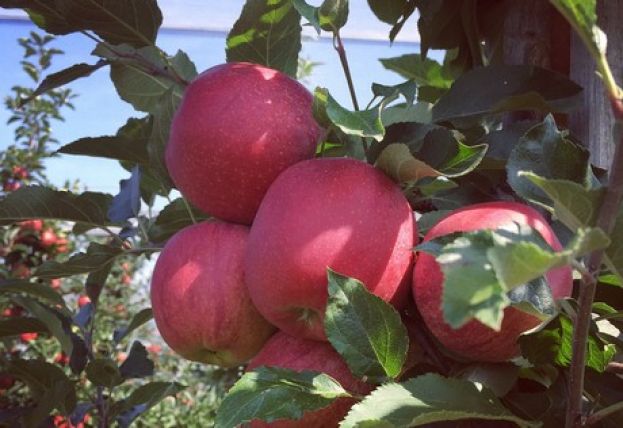 &Omicron;&iota; &epsilon;&pi;ό&mu;&epsilon;&nu;&epsilon;&sigmaf; 2-3 &epsilon;&beta;&delta;&omicron;&mu;ά&delta;&epsilon;&sigmaf; &theta;&alpha; &epsilon;ί&nu;&alpha;&iota; &kappa;&rho;ί&sigma;&iota;&mu;&epsilon;&sigmaf; &gamma;&iota;&alpha; &tau;&iota;&sigmaf; &pi;&omega;&lambda;ή&sigma;&epsilon;&iota;&sigmaf; &mu;ή&lambda;&omega;&nu; - &Epsilon;&lambda;&pi;ί&zeta;&omicron;&upsilon;&nu; &sigma;&epsilon; &alpha;ύ&xi;&eta;&sigma;&eta; &tau;&omega;&nu; &tau;&iota;&mu;ώ&nu; &omicron;&iota; &pi;&alpha;&rho;&alpha;&gamma;&omega;&gamma;&omicron;ί