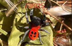 A&rho;ά&chi;&nu;&eta;-&pi;&alpha;&sigma;&chi;&alpha;&lambda;ί&tau;&sigma;&alpha;