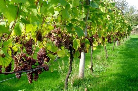 &Gamma;&epsilon;&omega;&rho;&gamma;&iota;&kappa;έ&sigmaf; &pi;&rho;&omicron;&epsilon;&iota;&delta;&omicron;&pi;&omicron;&iota;ή&sigma;&epsilon;&iota;&sigmaf; &gamma;&iota;&alpha; &tau;&omicron; &Alpha;&mu;&pi;έ&lambda;&iota;
