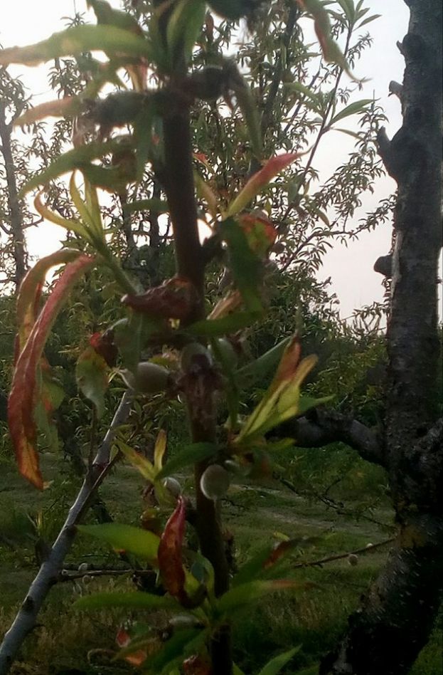 &Omicron; &epsilon;&xi;ώ&alpha;&sigma;&kappa;&omicron;&sigmaf; "&chi;&tau;ύ&pi;&eta;&sigma;&epsilon;" &kappa;&alpha;&iota; &phi;έ&tau;&omicron;&sigmaf; &nu;&epsilon;&kappa;&tau;&alpha;&rho;&iota;&nu;&iota;έ&sigmaf; &kappa;&alpha;&iota; &rho;&omicron;&delta;&alpha;&kappa;&iota;&nu;&iota;έ&sigmaf;