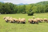 &Epsilon;&nu;&eta;&mu;έ&rho;&omega;&sigma;&eta; &alpha;&pi;ό &tau;&eta;&nu; &Pi;&epsilon;&rho;&iota;&phi;&epsilon;&rho;&epsilon;&iota;&alpha;&kappa;ή &Epsilon;&nu;ό&tau;&eta;&tau;&alpha; &Eta;&mu;&alpha;&theta;ί&alpha;&sigmaf; &gamma;&iota;&alpha; &tau;&eta;&nu; &kappa;&alpha;&tau;&alpha;&nu;&omicron;&mu;ή &tau;&omega;&nu; &beta;&omicron;&sigma;&kappa;ή&sigma;&iota;&mu;&omega;&nu; &gamma;&alpha;&iota;ώ&nu;