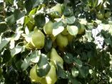 &Gamma;&epsilon;&omega;&rho;&gamma;&iota;&kappa;έ&sigmaf; &pi;&rho;&omicron;&epsilon;&iota;&delta;&omicron;&pi;&omicron;&iota;ή&sigma;&epsilon;&iota;&sigmaf; &gamma;&iota;&alpha; &tau;&eta;&nu; &alpha;&chi;&lambda;&alpha;&delta;&iota;ά &kappa;&alpha;&iota; &tau;&eta;&nu; &beta;&epsilon;&rho;&iota;&kappa;&omicron;&kappa;&iota;ά