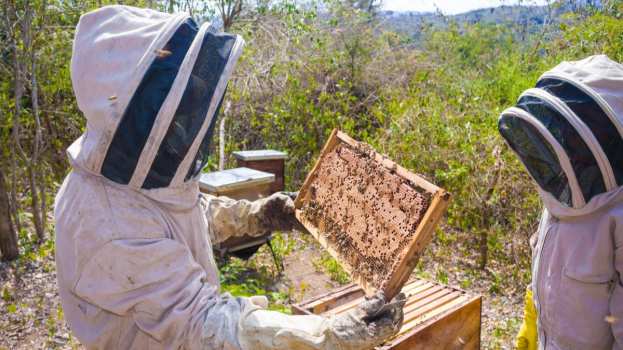 &Mu;&alpha;&kappa;&rho;&omicron;&chi;ώ&rho;&iota; &Eta;&mu;&alpha;&theta;ί&alpha;&sigmaf;: &Delta;&omega;&rho;&epsilon;ά&nu; &tau;&rho;&iota;ή&mu;&epsilon;&rho;&eta; &epsilon;&kappa;&pi;&alpha;ί&delta;&epsilon;&upsilon;&sigma;&eta; - &kappa;&alpha;&tau;ά&rho;&tau;&iota;&sigma;&eta; &mu;&epsilon;&lambda;&iota;&sigma;&sigma;&omicron;&kappa;&omicron;&mu;ί&alpha;&sigmaf; &gamma;&iota;&alpha; &epsilon;&pi;&alpha;&gamma;&gamma;&epsilon;&lambda;&mu;&alpha;&tau;ί&epsilon;&sigmaf; &kappa;&alpha;&iota; &epsilon;&rho;&alpha;&sigma;&iota;&tau;έ&chi;&nu;&epsilon;&sigmaf; &mu;&epsilon;&lambda;&iota;&sigma;&sigma;&omicron;&kappa;ό&mu;&omicron;&upsilon;&sigmaf;