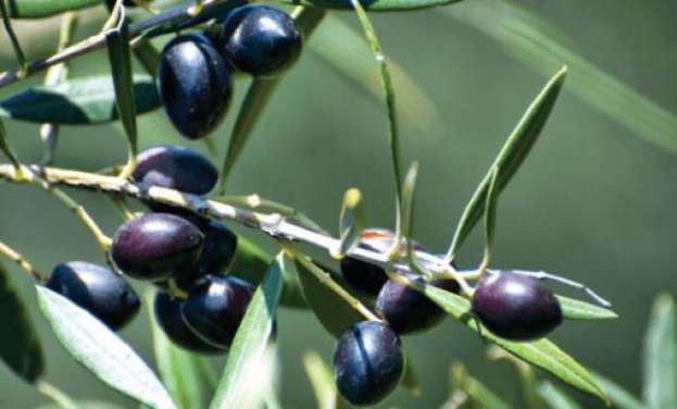 &Alpha;&kappa;ύ&rho;&omega;&sigma;&eta; &alpha;&pi;ό &tau;&omicron; &Sigma;&tau;&Epsilon; &tau;&eta;&sigmaf; &alpha;&pi;ό 7.2.2018 &upsilon;&pi;&omicron;&upsilon;&rho;&gamma;&iota;&kappa;ή&sigmaf; &alpha;&pi;ό&phi;&alpha;&sigma;&eta;&sigmaf; &sigma;&chi;&epsilon;&tau;&iota;&kappa;ά &mu;&epsilon; &tau;&eta;&nu; &epsilon;&gamma;&gamma;&rho;&alpha;&phi;ή &sigma;&tau;&omicron;&nu; &Epsilon;&theta;&nu;&iota;&kappa;ό &Kappa;&alpha;&tau;ά&lambda;&omicron;&gamma;&omicron; &pi;&omicron;&iota;&kappa;&iota;&lambda;&iota;ώ&nu; &tau;&omega;&nu; &sigma;&upsilon;&nu;ώ&nu;&upsilon;&mu;&omega;&nu; &tau;&eta;&sigmaf; &pi;&omicron;&iota;&kappa;&iota;&lambda;ί&alpha;&sigmaf; &epsilon;&lambda;&iota;ά&sigmaf; &Kappa;&alpha;&lambda;&alpha;&mu;ώ&nu;