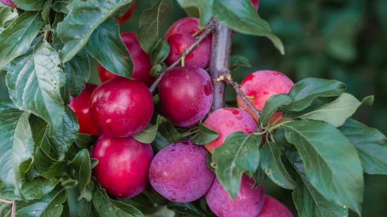 &Gamma;&epsilon;&omega;&rho;&gamma;&iota;&kappa;έ&sigmaf; &pi;&rho;&omicron;&epsilon;&iota;&delta;&omicron;&pi;&omicron;&iota;ή&sigma;&epsilon;&iota;&sigmaf; &gamma;&iota;&alpha; &tau;&eta; &Delta;&alpha;&mu;&alpha;&sigma;&kappa;&eta;&nu;&iota;ά | &Alpha;&gamma;&rho;&omicron;&tau;&iota;&kappa;ά &nu;έ&alpha; IMATHIOTIKIGI.GR