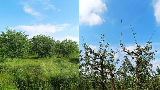 &Kappa;&rho;ί&sigma;&eta; &sigma;&tau;&omicron;&nu; &kappa;ά&mu;&pi;&omicron; &tau;&eta;&sigmaf; &Eta;&mu;&alpha;&theta;ί&alpha;&sigmaf;: &Kappa;ό&sigma;&tau;&omicron;&sigmaf;, &alpha;&sigma;&theta;έ&nu;&epsilon;&iota;&epsilon;&sigmaf; &kappa;&alpha;&iota; έ&lambda;&lambda;&epsilon;&iota;&psi;&eta; &epsilon;&rho;&gamma;&alpha;&tau;ώ&nu; - &Delta;ύ&sigma;&kappa;&omicron;&lambda;&alpha; &nu;&alpha; &tau;&alpha; &beta;&gamma;ά&lambda;&omicron;&upsilon;&nu; &pi;έ&rho;&alpha; &omicron;&iota; &pi;&alpha;&rho;&alpha;&gamma;&omega;&gamma;&omicron;ί