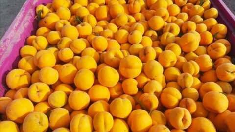 &Epsilon;&Kappa;&Epsilon;: &Pi;&rho;&omicron;&omicron;&pi;&tau;&iota;&kappa;έ&sigmaf; &kappa;&alpha;&iota; &alpha;&pi;&epsilon;&iota;&lambda;έ&sigmaf; &gamma;&iota;&alpha; &tau;&iota;&sigmaf; &epsilon;&xi;&alpha;&gamma;&omega;&gamma;έ&sigmaf; &tau;&eta;&sigmaf; &epsilon;&lambda;&lambda;&eta;&nu;&iota;&kappa;ή&sigmaf; &kappa;&omicron;&mu;&pi;ό&sigma;&tau;&alpha;&sigmaf; &phi;&rho;&omicron;ύ&tau;&omega;&nu; | &Alpha;&gamma;&rho;&omicron;&tau;&iota;&kappa;ά &nu;έ&alpha; &kappa;&alpha;&iota; &epsilon;&iota;&delta;ή&sigma;&epsilon;&iota;&sigmaf; IMATHIOTIKIGI.GR