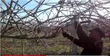 &Kappa;&lambda;ά&delta;&epsilon;&mu;&alpha; &epsilon;&nu;ή&lambda;&iota;&kappa;&omicron;&upsilon; &delta;έ&nu;&tau;&rho;&omicron;&upsilon; &alpha;&kappa;&tau;&iota;&nu;&iota;&delta;&iota;ά&sigmaf; (video)